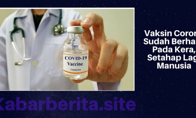 Vaksin Corona Sudah Berhasil Pada Kera, Setahap Lagi Manusia