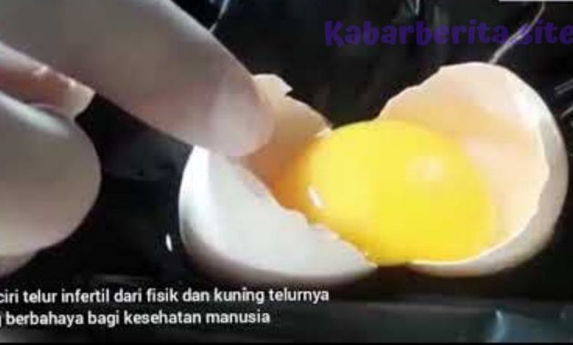 membedakan telur infertil