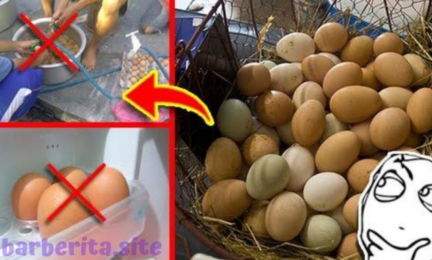 Haram Dilakukan! Bukannya Bersih dan Sehat, Mencuci Telur Mentah Malah Berbahaya Untuk Kesehatan!